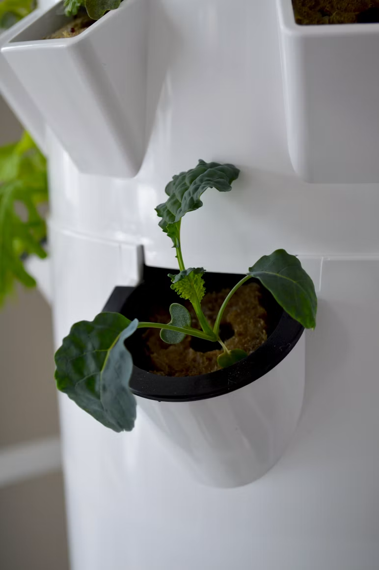Young kale growing from a planting pocket in a white vertical hydroponic tower