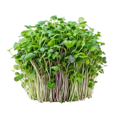 Fresh microgreens