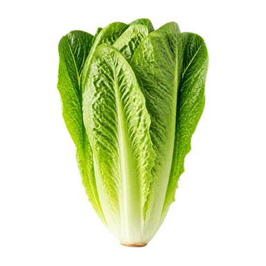Cos lettuce